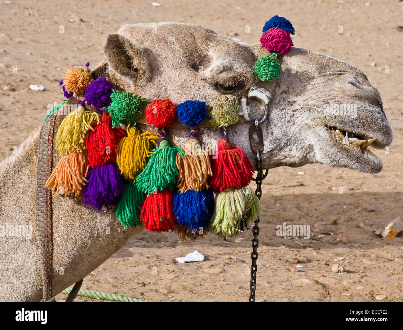 Camels Kopf mit Quasten Stockfoto