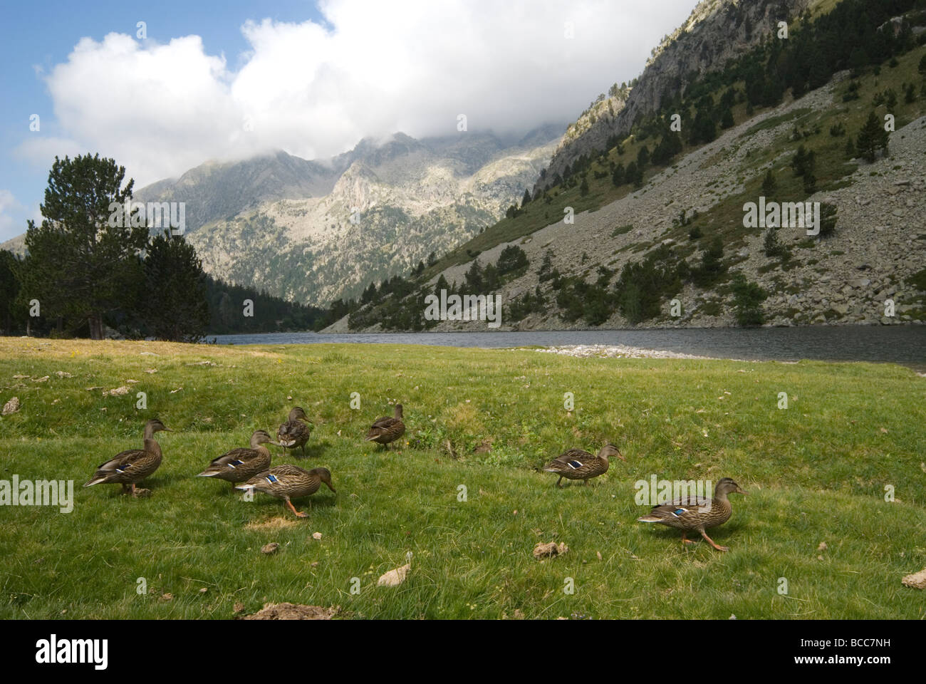 Aigüestortes-Nationalpark, Lleida, Spanien. Stockfoto