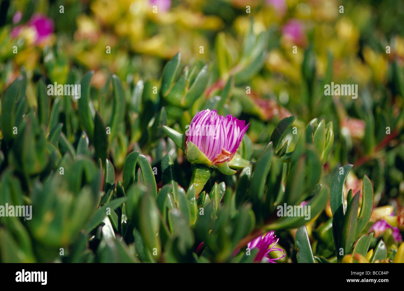 Bodendecker saftigen Schwein Gesicht in Blume ziert einen Küstenstadt Garten. Stockfoto