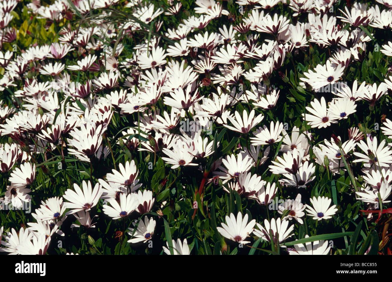 Eine Prolofic weiße Gänseblümchen Blumenfeld schmückt einen Küstenstadt Garten. Stockfoto