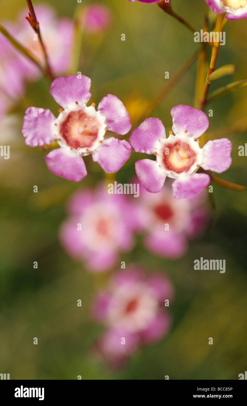 Das zarte rosa Blütenblätter der Geraldton Wachs Blume. Stockfoto