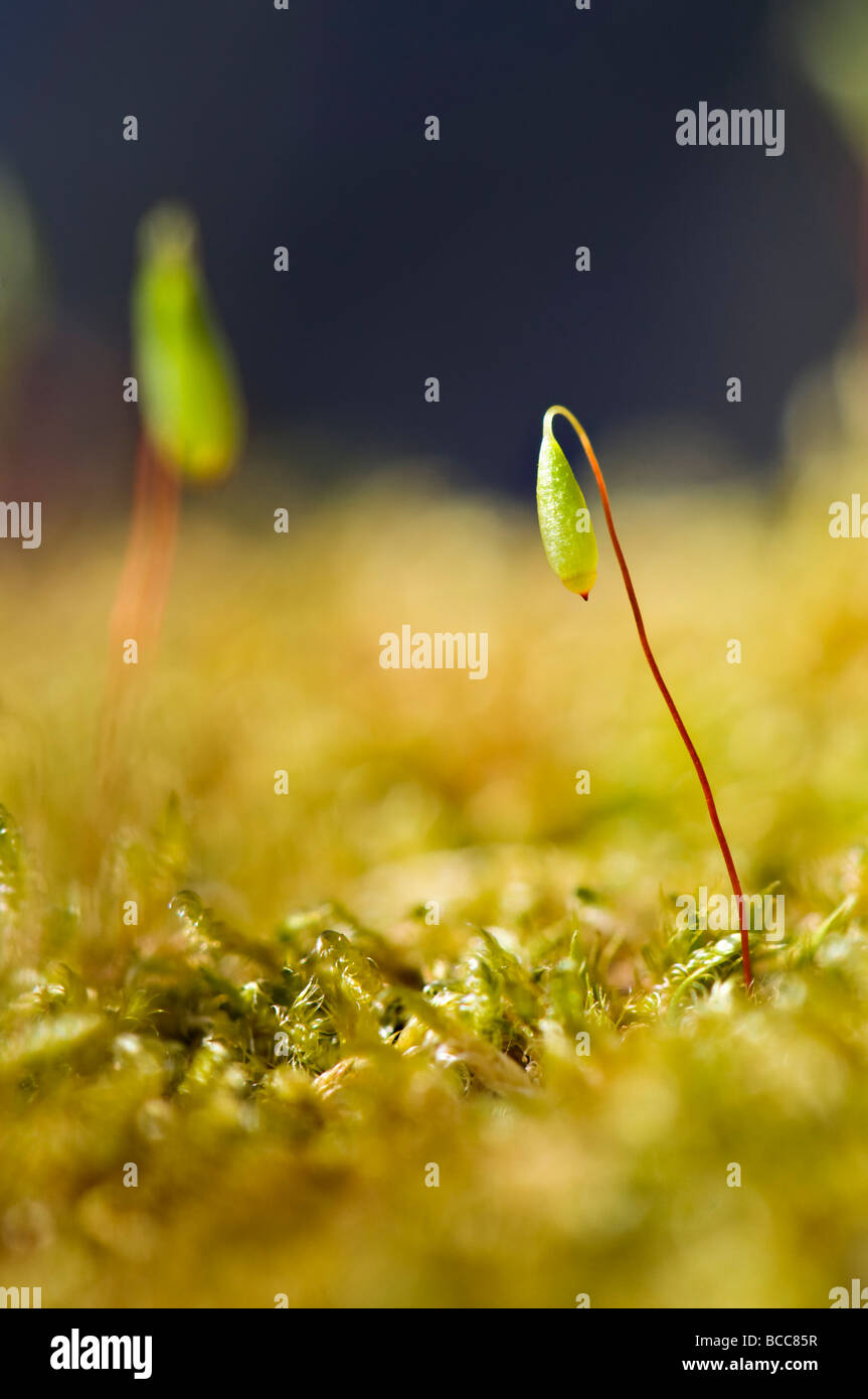 Extreme Nahaufnahme von winzigen neue Moos-Sporen im Frühjahr an sonnigen Tag schießen Stockfoto