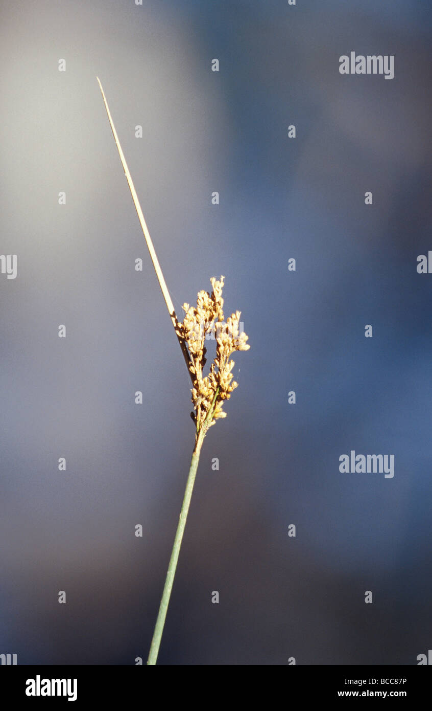 Ein Reed-Kopf im Morgengrauen gegen Gewitterhimmel Aussaat. Stockfoto