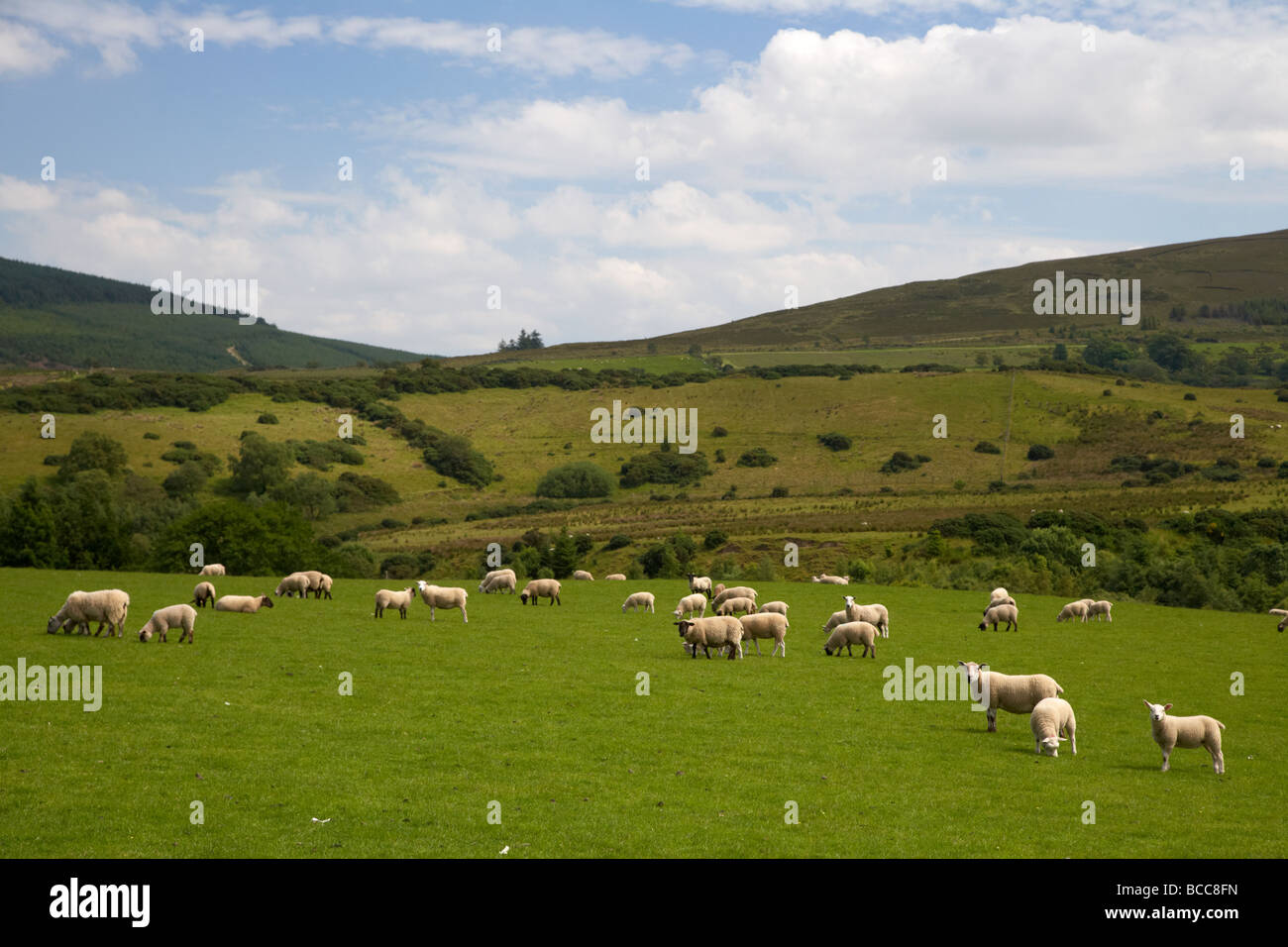 Schafherde in einem Feld auf einem Bergbauernhof in der Sperrin Berge County Derry Londonderry Nordirland Vereinigtes Königreich Stockfoto