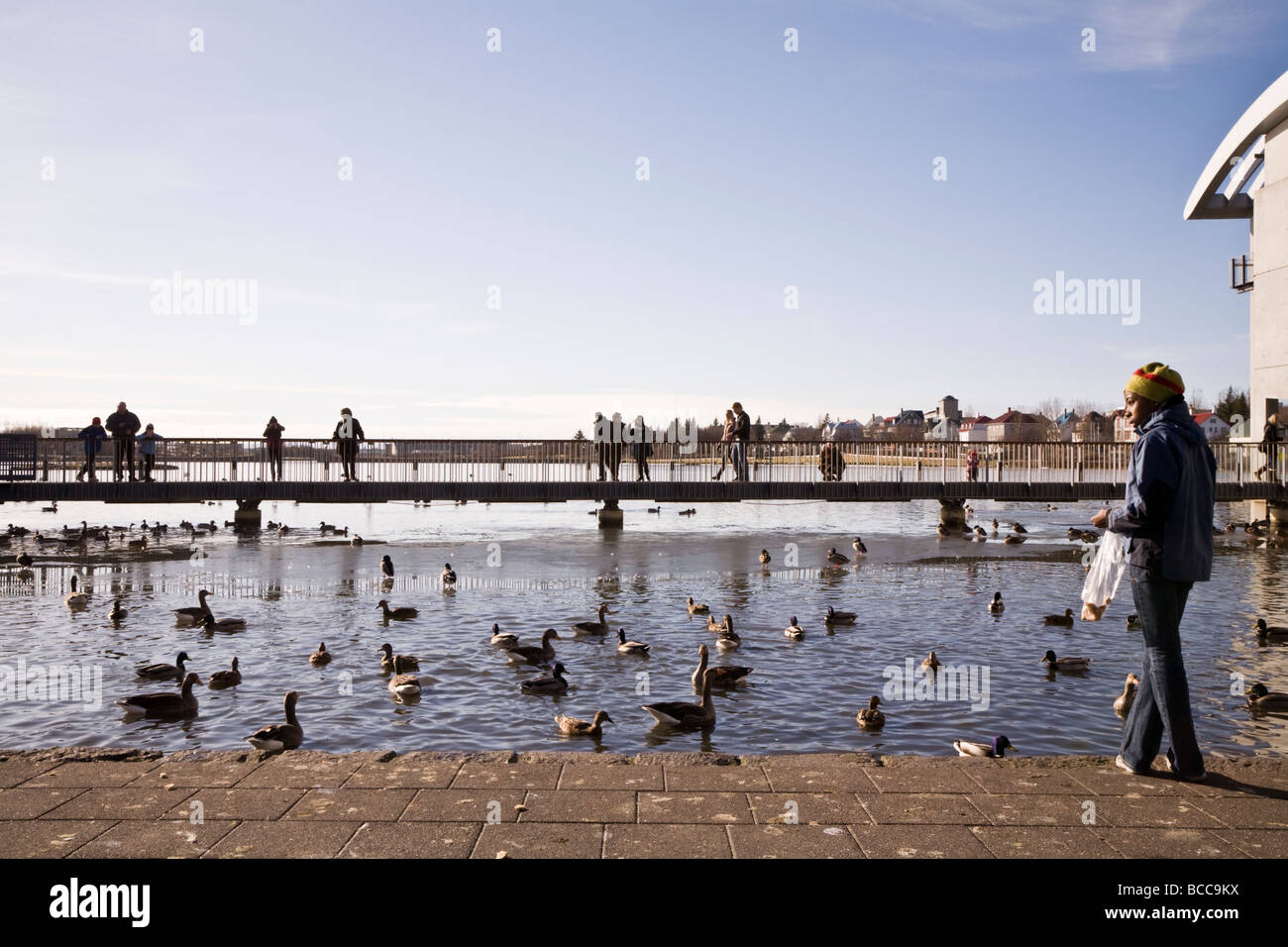 Mädchen, Fütterung der Vögel etwas Brot. Tjörnin See, Reykjavik Island Stockfoto