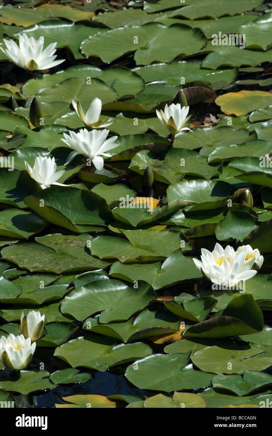White Lotus Blumen in einem Teich Stockfoto