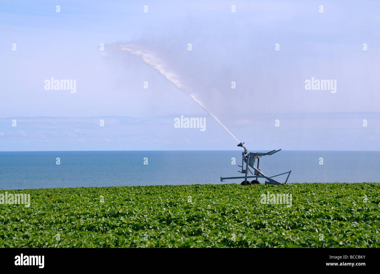 Bewässerung Sprinkler Bewässerung Anbau von Kartoffeln. Stockfoto