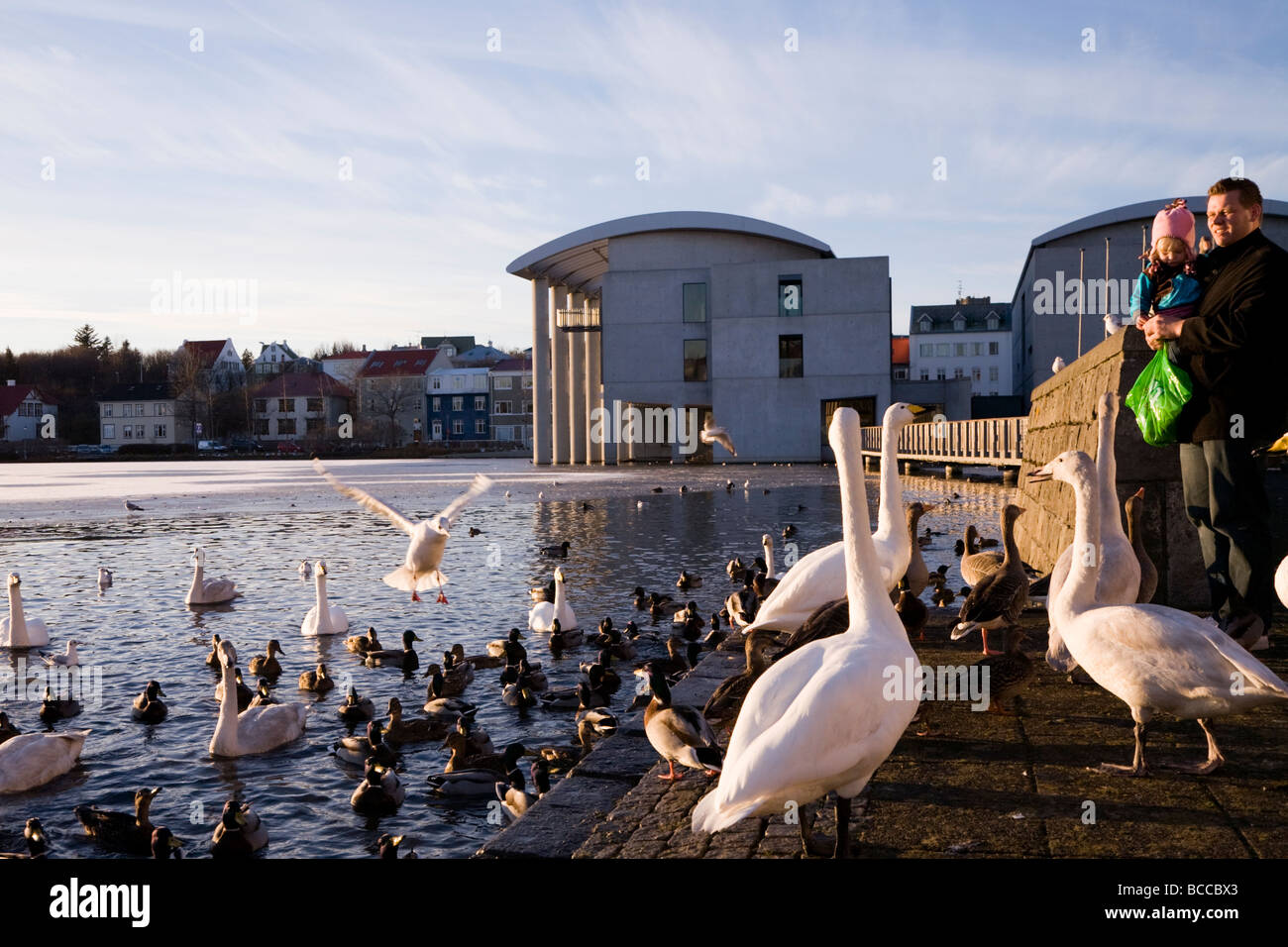 Vater und Tochter, die Fütterung der Vögel auf einem sonnigen Herbstnachmittag Downtown Reykjavik Island Stockfoto