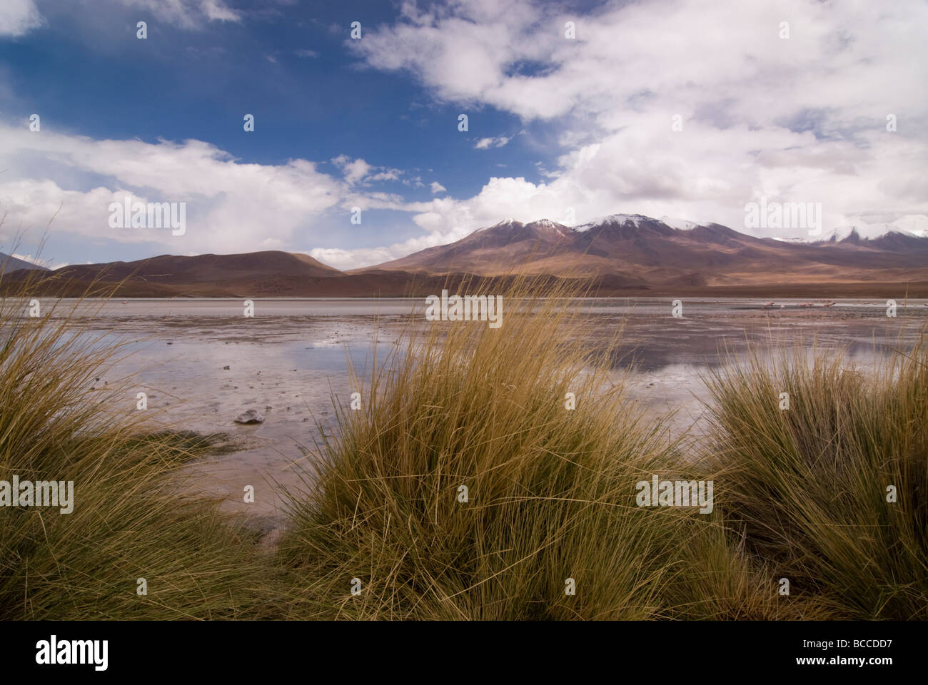 Laguna Hedionda (schlechte Geruch Lagune) innerhalb von Eduardo Avaroa Anden Fauna Nationalreservat in Bolivien Stockfoto