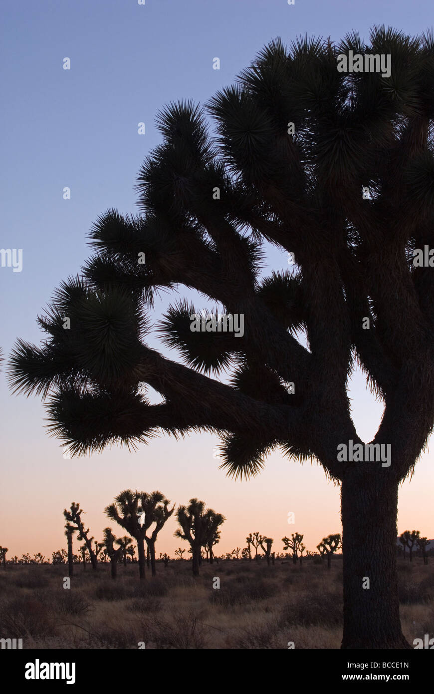 Silhouette von Joshua Bäume (Yucca Brevifolia). Stockfoto