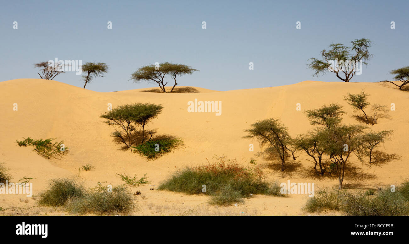 Wüste Wildnis Rajasthan Indien Stockfoto