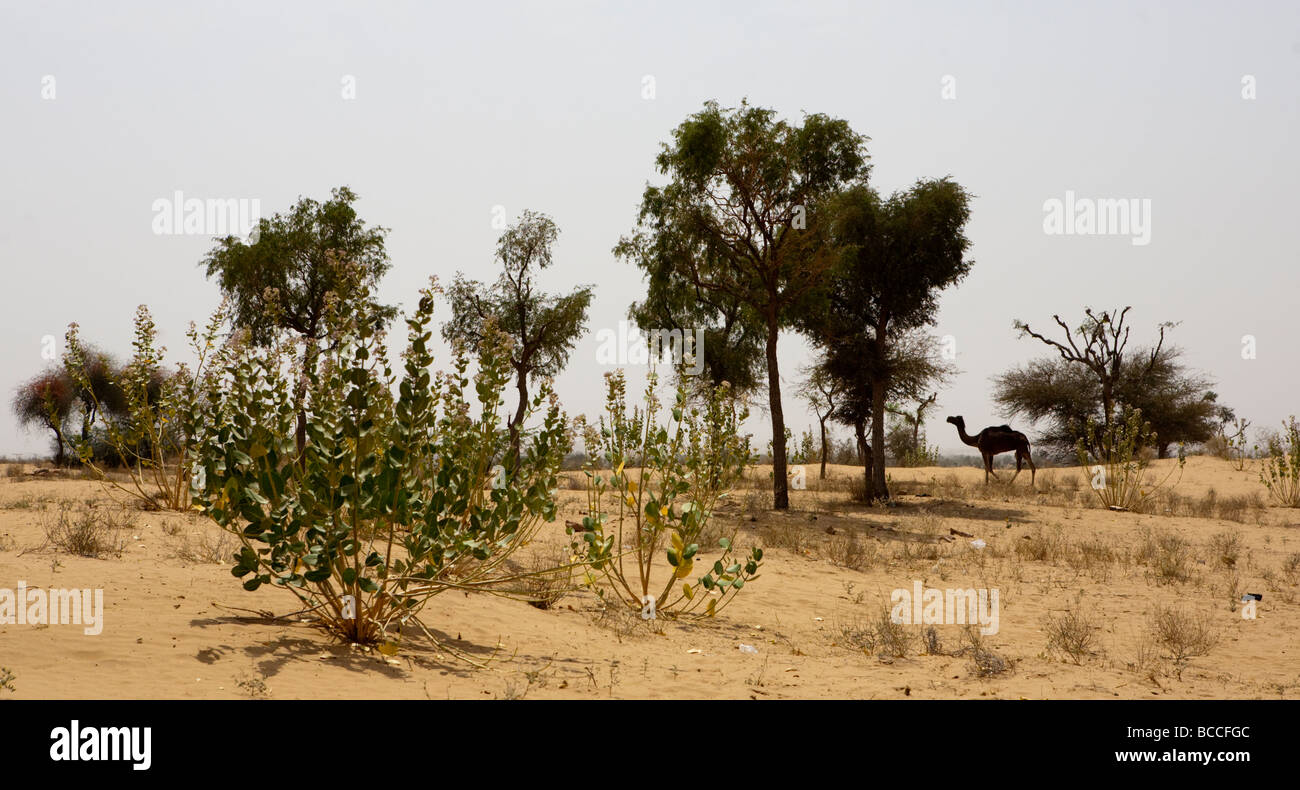 Wild Kamel in der Wüste Wüste Rajasthan Indien Stockfoto