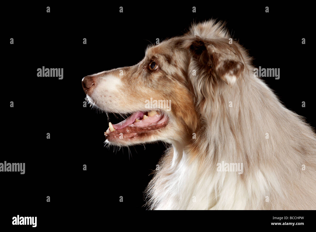 Profilbildnis eines Australian Shepherd Hund. Stockfoto