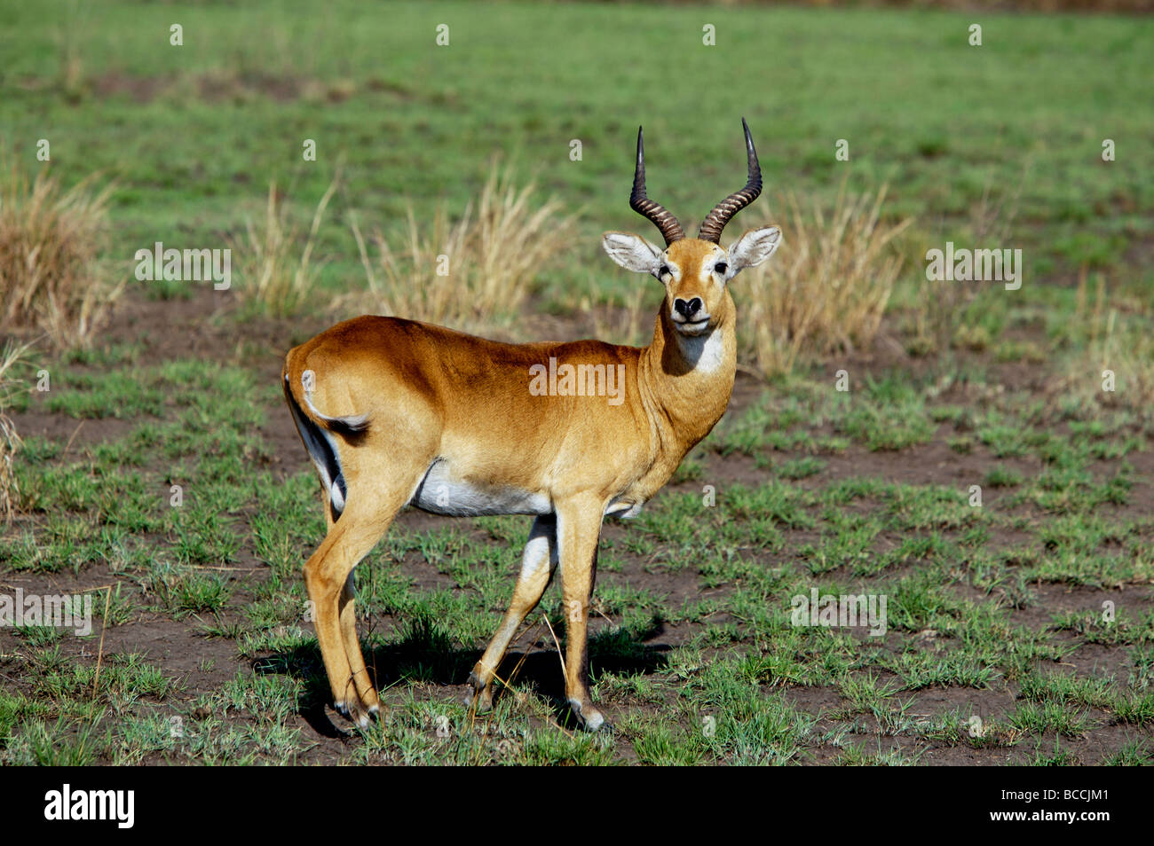 Uganda Kob Stockfoto