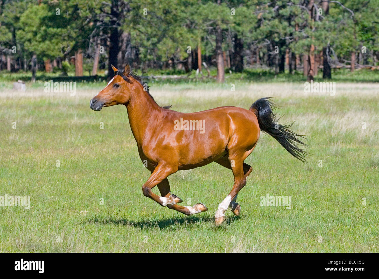 Arabisches Pferd Stockfoto