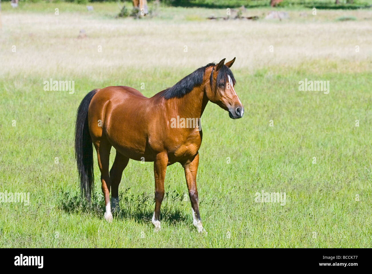 Arabisches Pferd Stockfoto