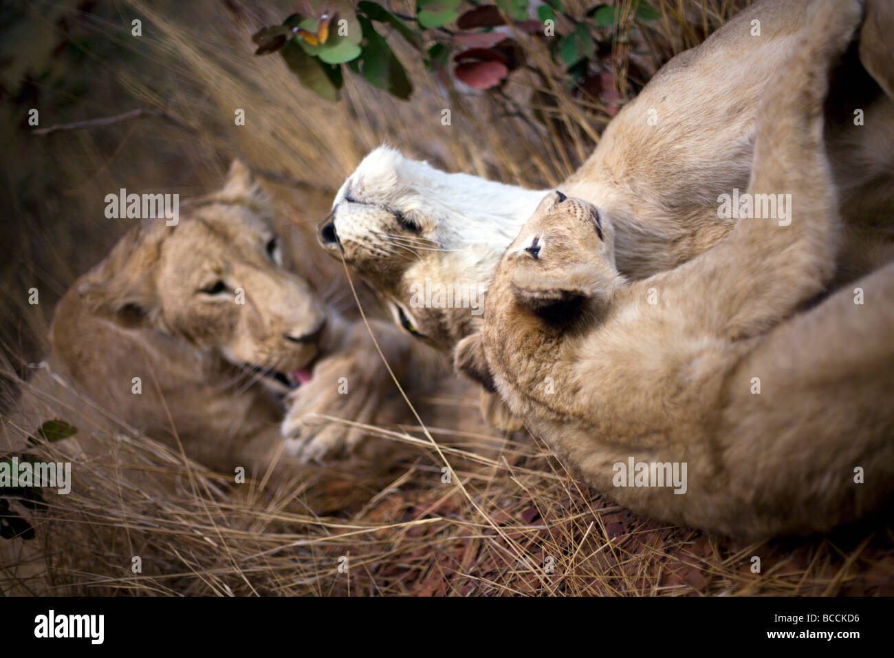 Eine entspannende Löwenfamilie Stockfoto