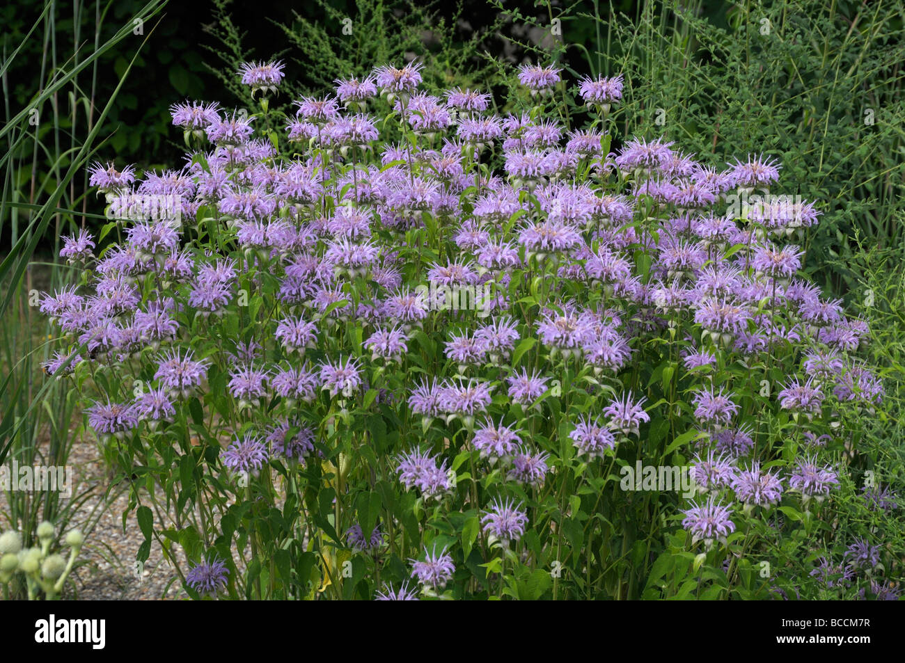 Blühende pflanze der lamiaceae familie Fotos und Bildmaterial in