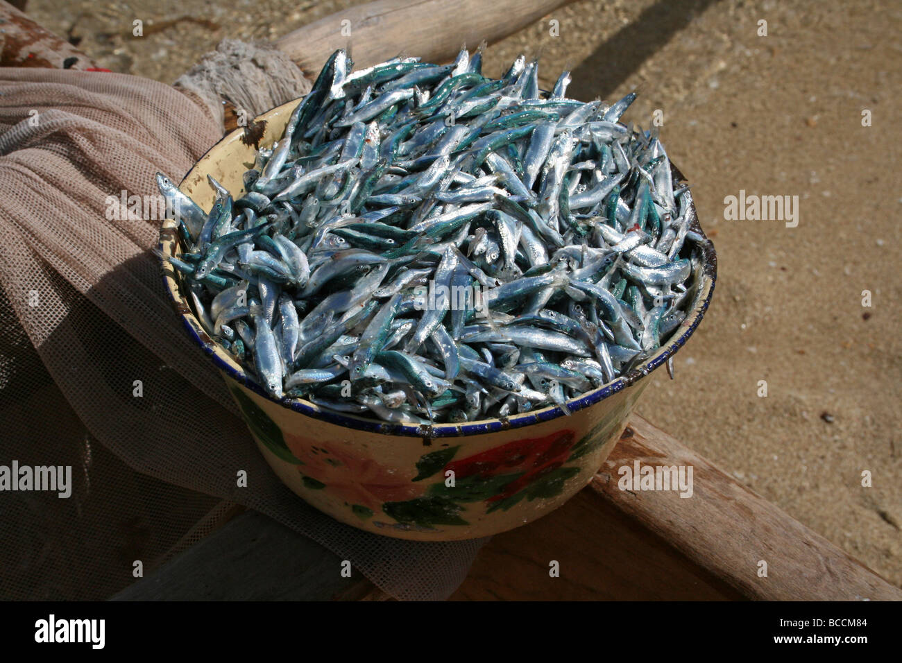 Schüssel der Whitebait Fische entnommen bei Ifaty Strand, Madagaskar Stockfoto