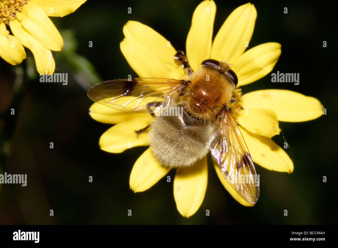 Hoverfly Arctophila Fulva Syrphidae imitiert eine gemeinsame Karde Bumble Bee Bombus Pascuorum UK Stockfoto