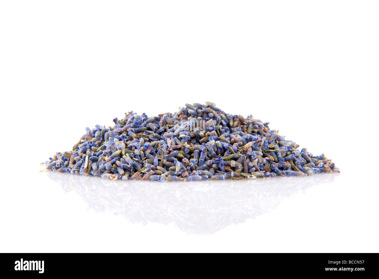 Lavendel aus der Provence, auf einem weißen Hintergrund isoliert Stockfoto