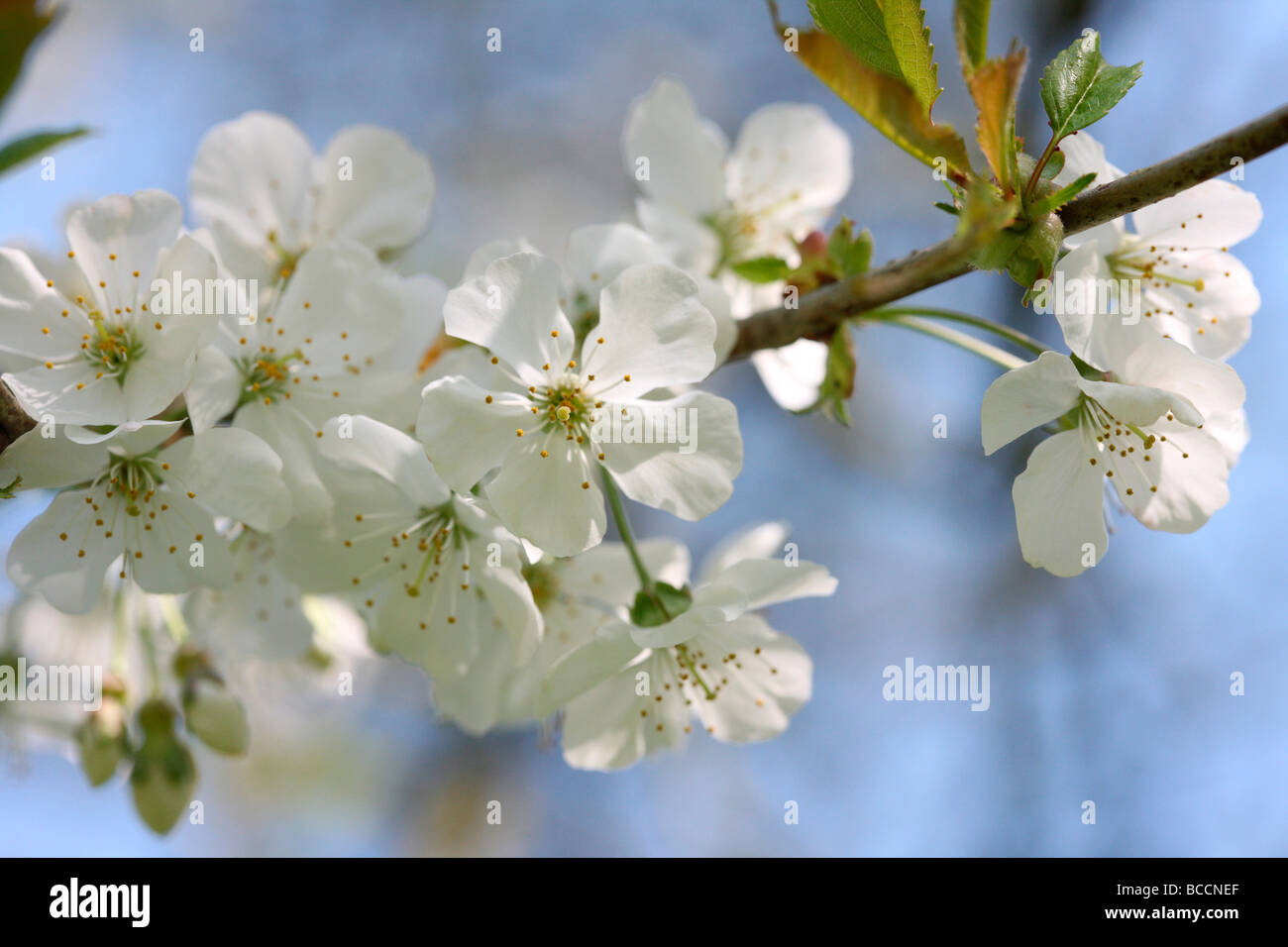 Frühling Blüte Prunus Avium des wilden Kirsche oder Süßkirsche Baumes Jane Ann Butler Fotografie JABP464 Stockfoto