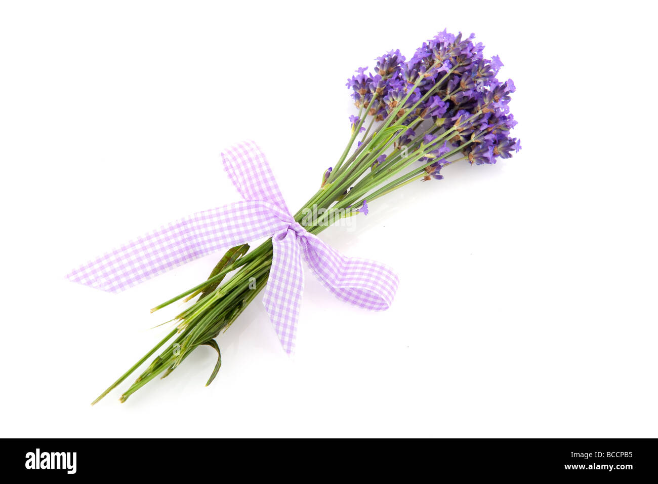 Lavendel aus der Provence, auf einem weißen Hintergrund isoliert Stockfoto