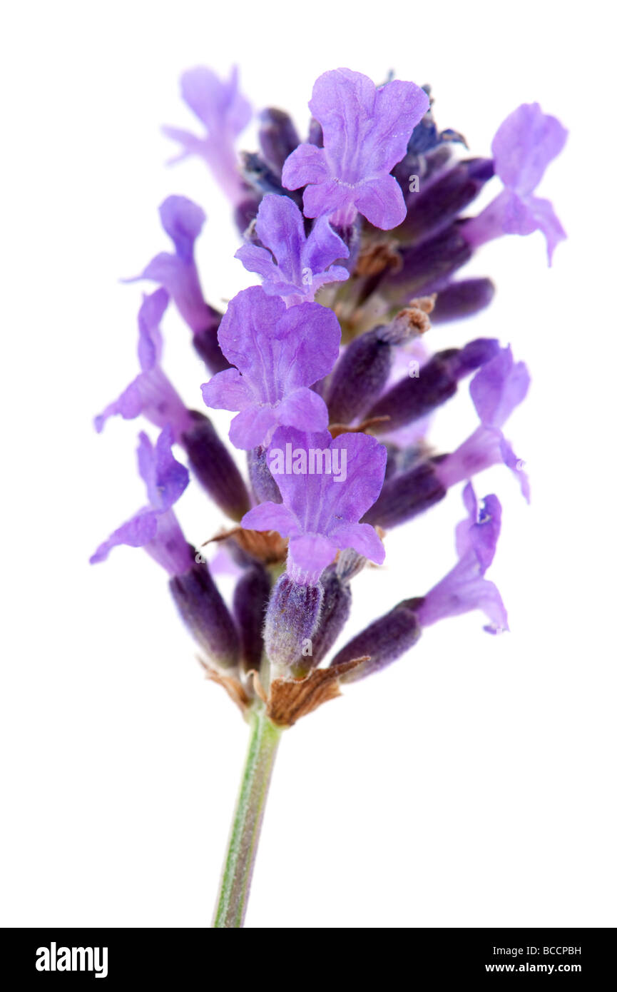 Lavendel aus der Provence, auf einem weißen Hintergrund isoliert Stockfoto