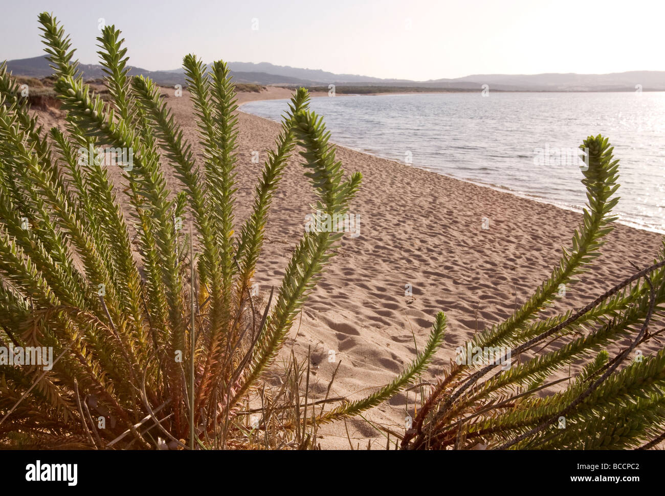 Wilde Pflanze, die am Strand von Porto Puddu, Nord-Sardinien Stockfoto