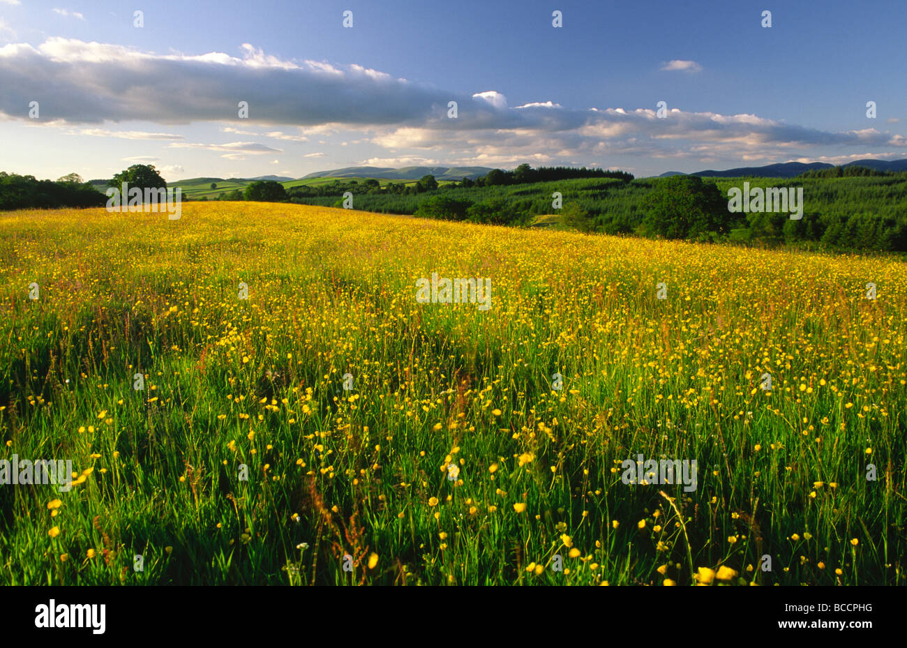 Sommer Landschaft uk Bereich der Butterblumen bei Sonnenuntergang nachschlagen Moffat Hills auf Annandale Weg Schottland Stockfoto