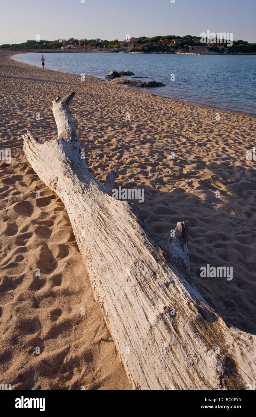 Alten abgestorbenen Baum-Protokoll am Strand von Porto Puddu, Nord-Sardinien Stockfoto