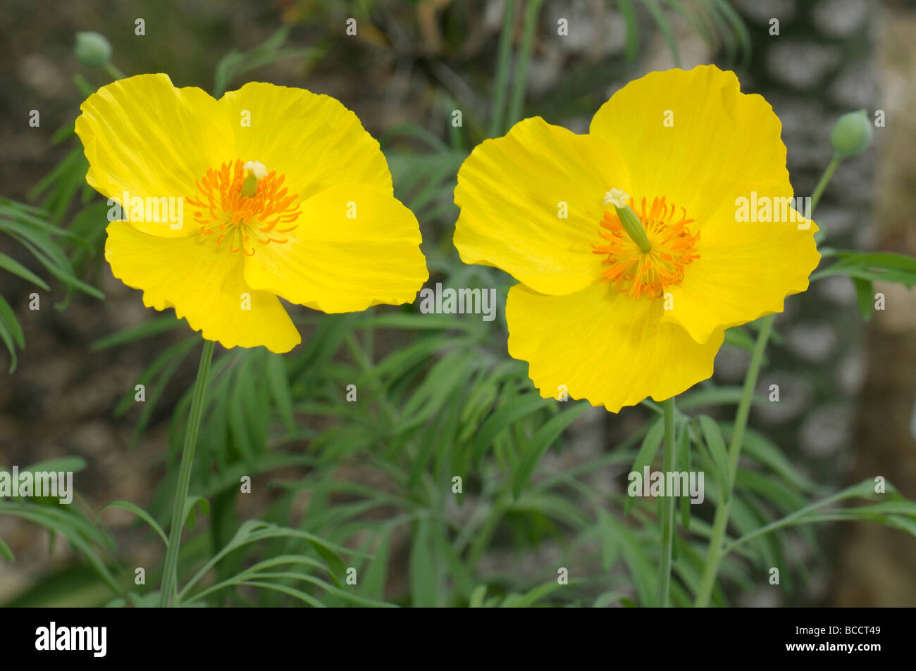 Mexikanische Tulip Poppy (Hunnemannia Fumariifolia), Blumen Stockfoto