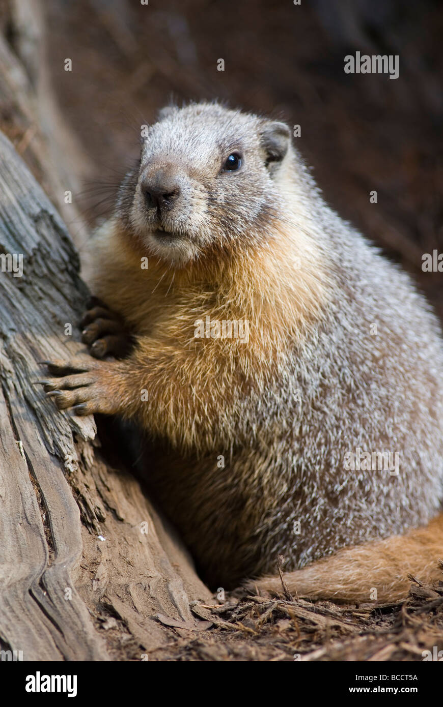 Bauche Murmeltier (Marmota Flaviventris) Runde Wiese. Stockfoto