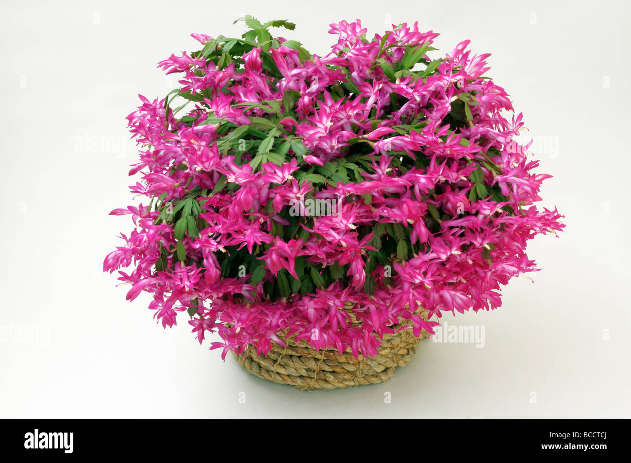 Falsche Weihnachtskaktus (Schlumbergera Truncata) blühende Topfpflanze, Studio Bild Stockfoto