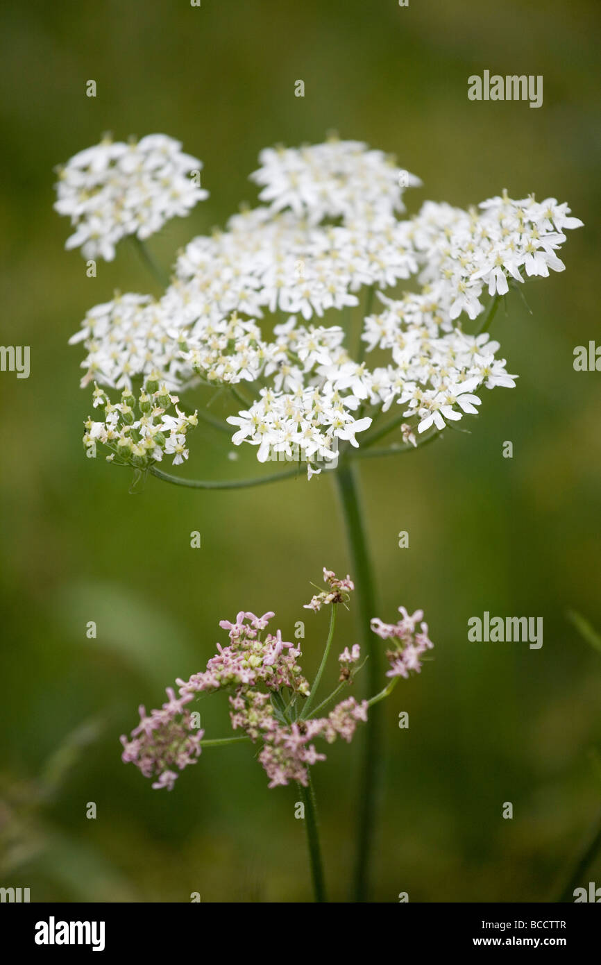 Kuh Petersilie Anthriscus sylvestris Stockfoto