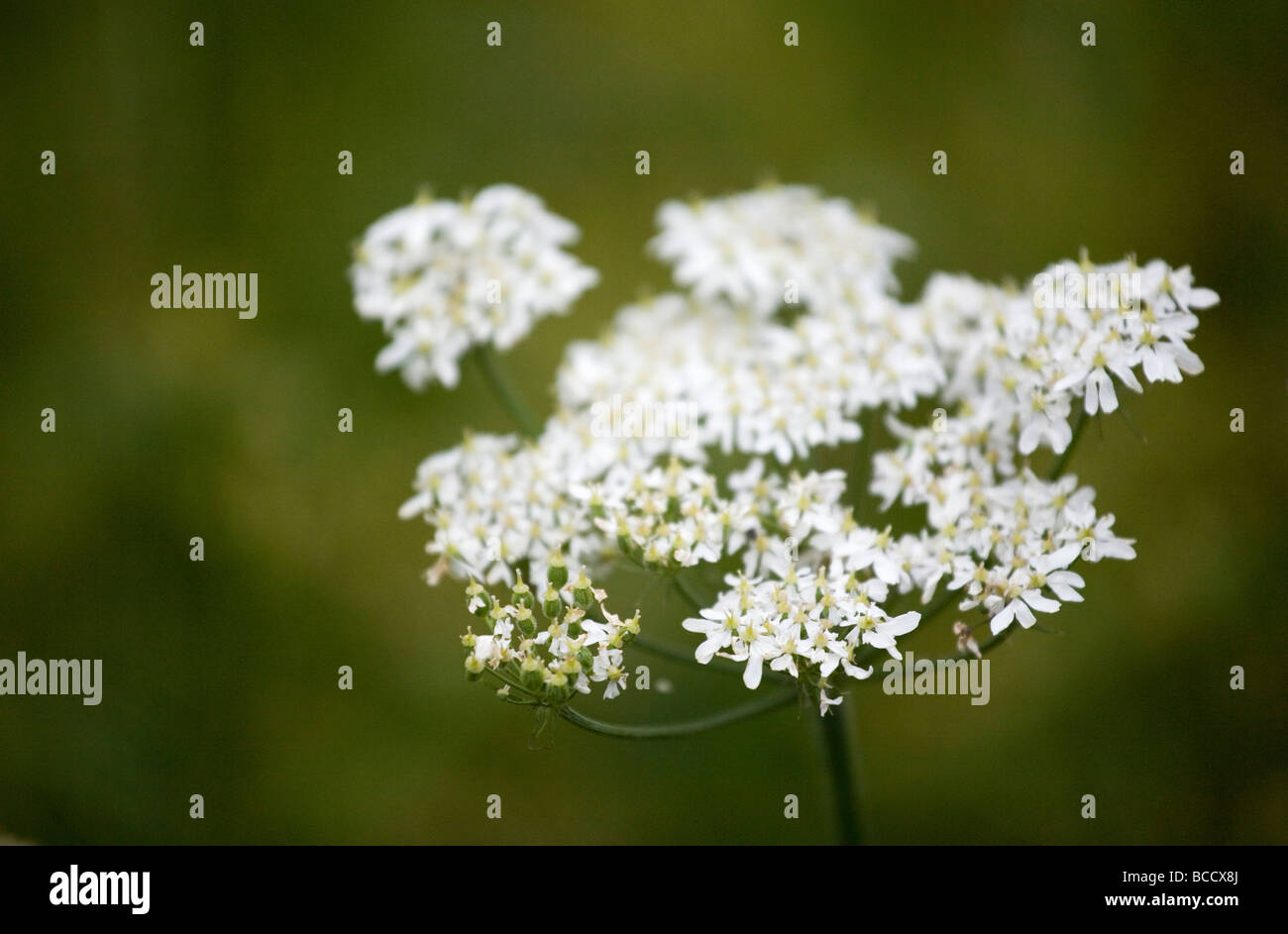 Kuh Petersilie Anthriscus sylvestris Stockfoto