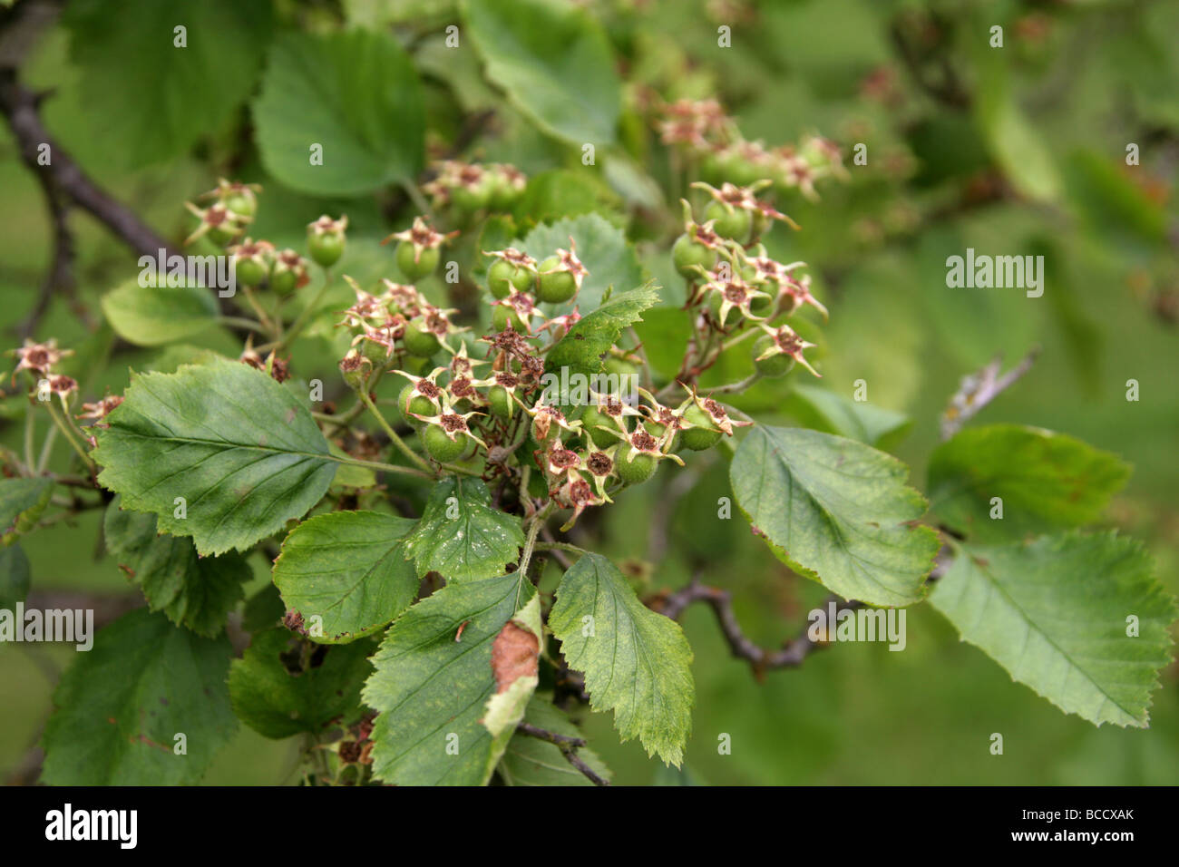Falscher oder roter Weißdorn, Crataegus Mollis, unreife Frucht, Rosengewächse. Stockfoto