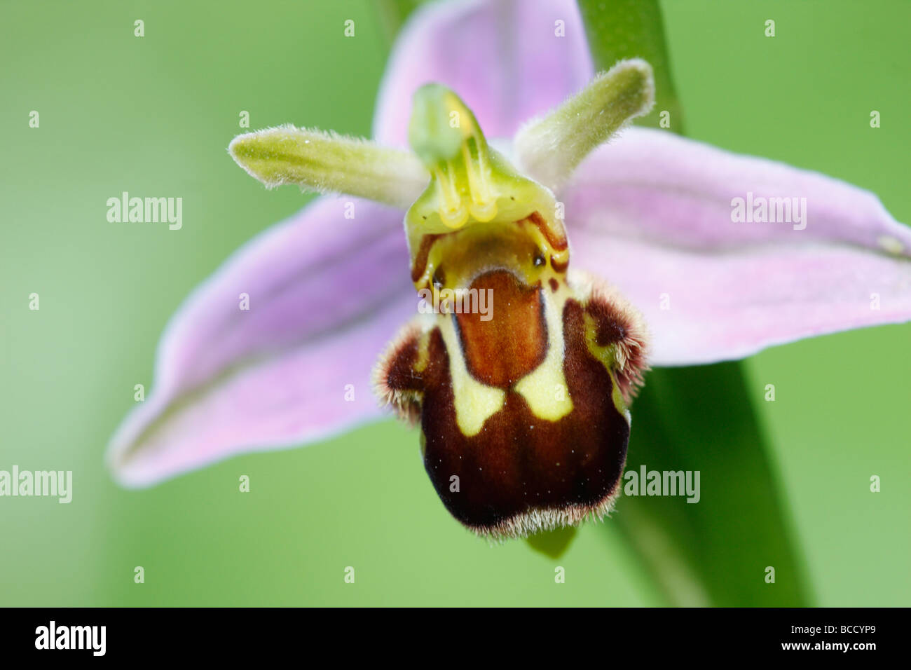 [Biene Orchidee], [Ophrys Apifera], UK, "Nahaufnahme" Stockfoto