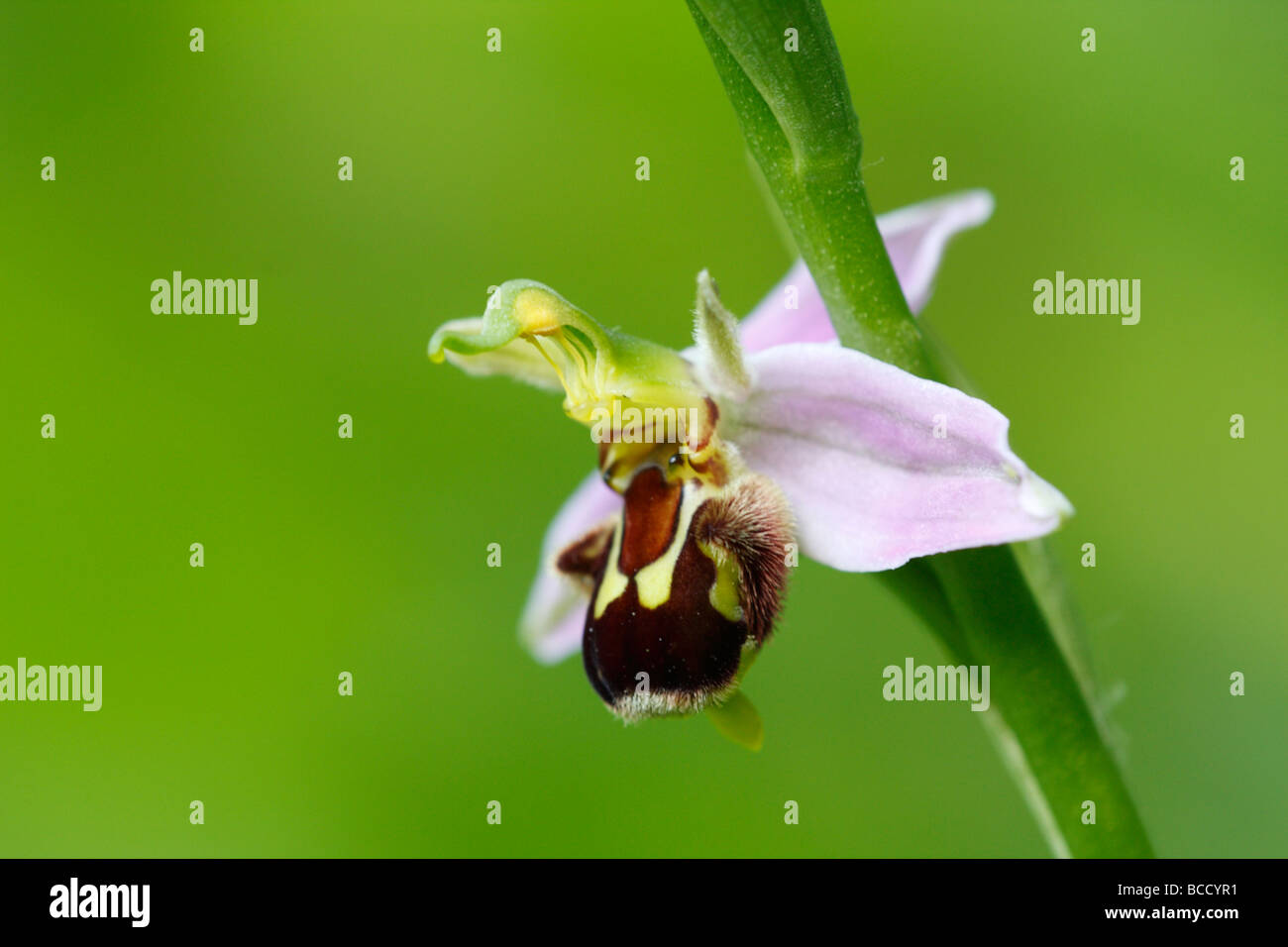 [Biene Orchidee], [Ophrys Apifera], UK, "Nahaufnahme" Stockfoto