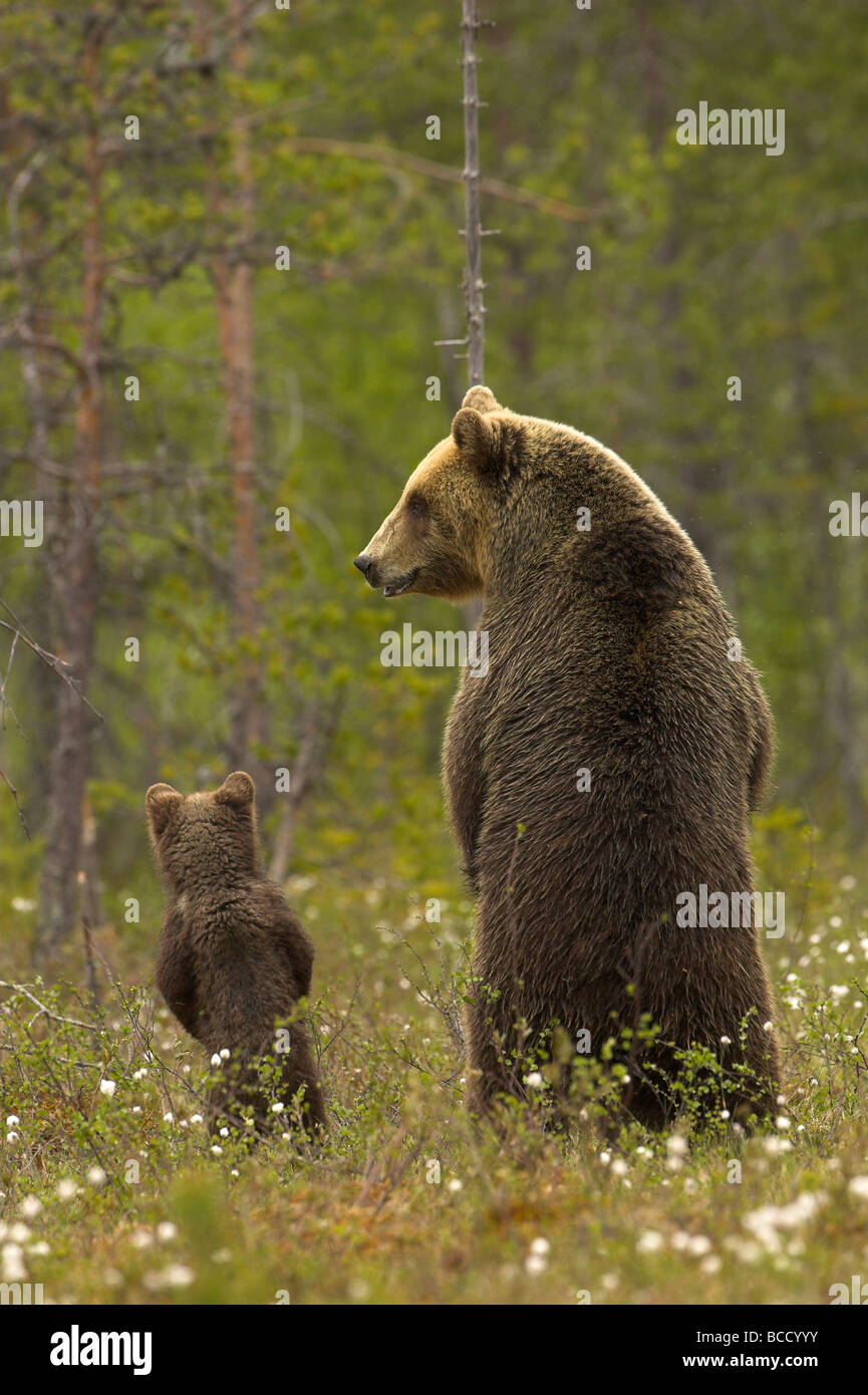 Europäischer Braunbär (Ursos Arctos) weibliche und Cub am Rande des borealen Waldes im späten Abendlicht. Finnland. Stockfoto