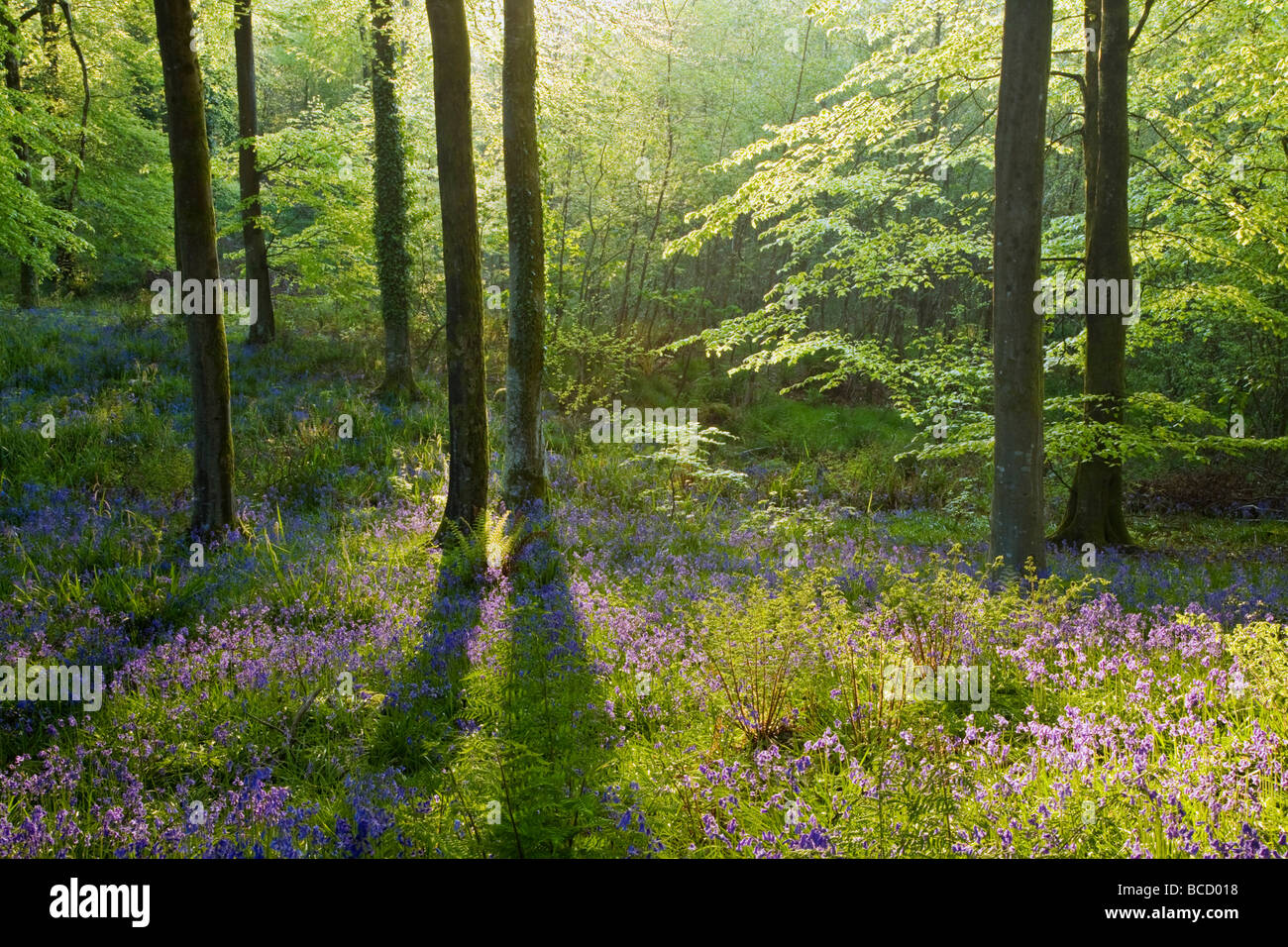 BREITBLÄTTRIGE Wald im Frühjahr. Hooke. Dorset. England Stockfoto