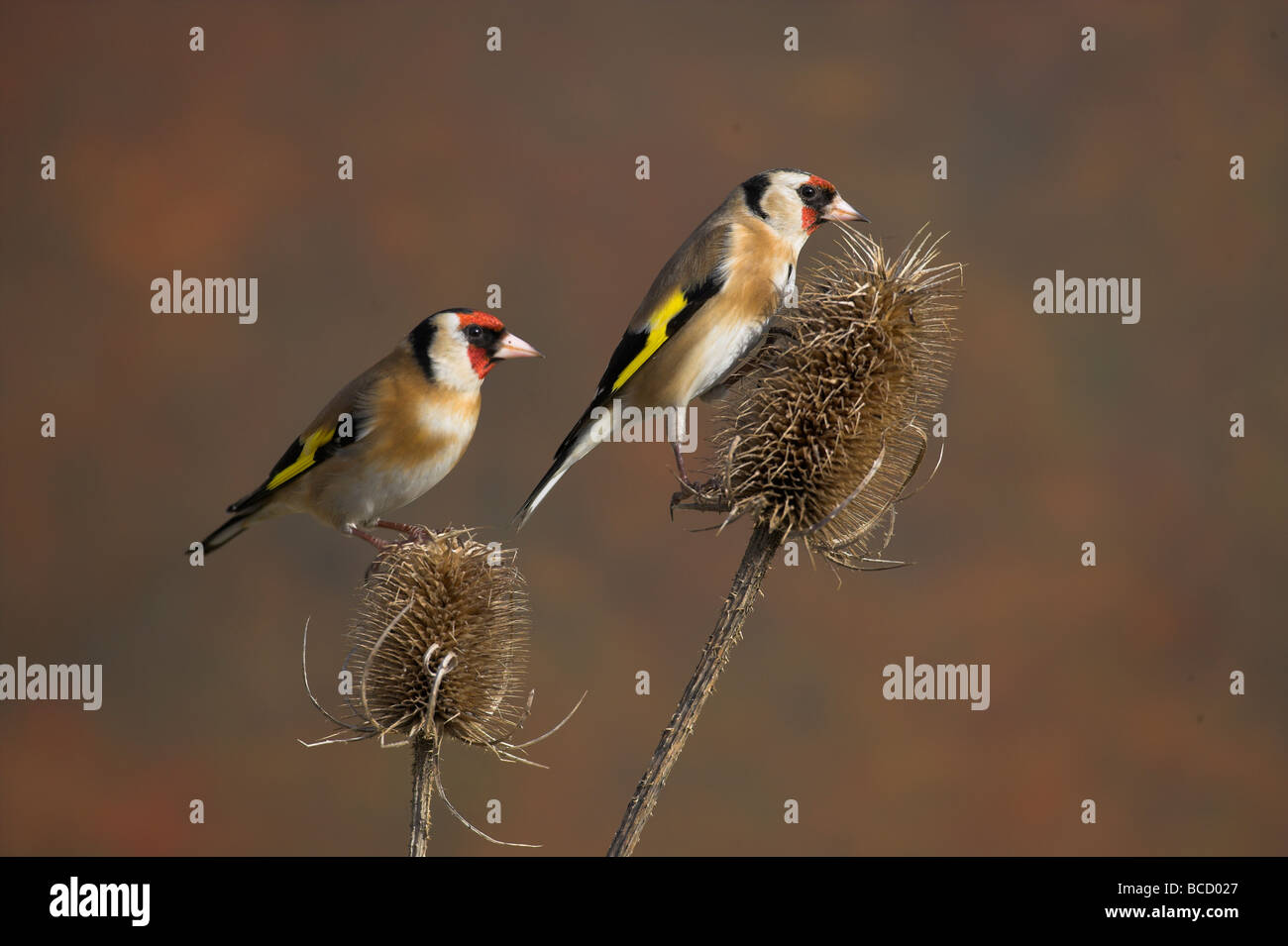 Stieglitz (Zuchtjahr Zuchtjahr) männliche und weibliche auf Karde. Lancashire UK Stockfoto