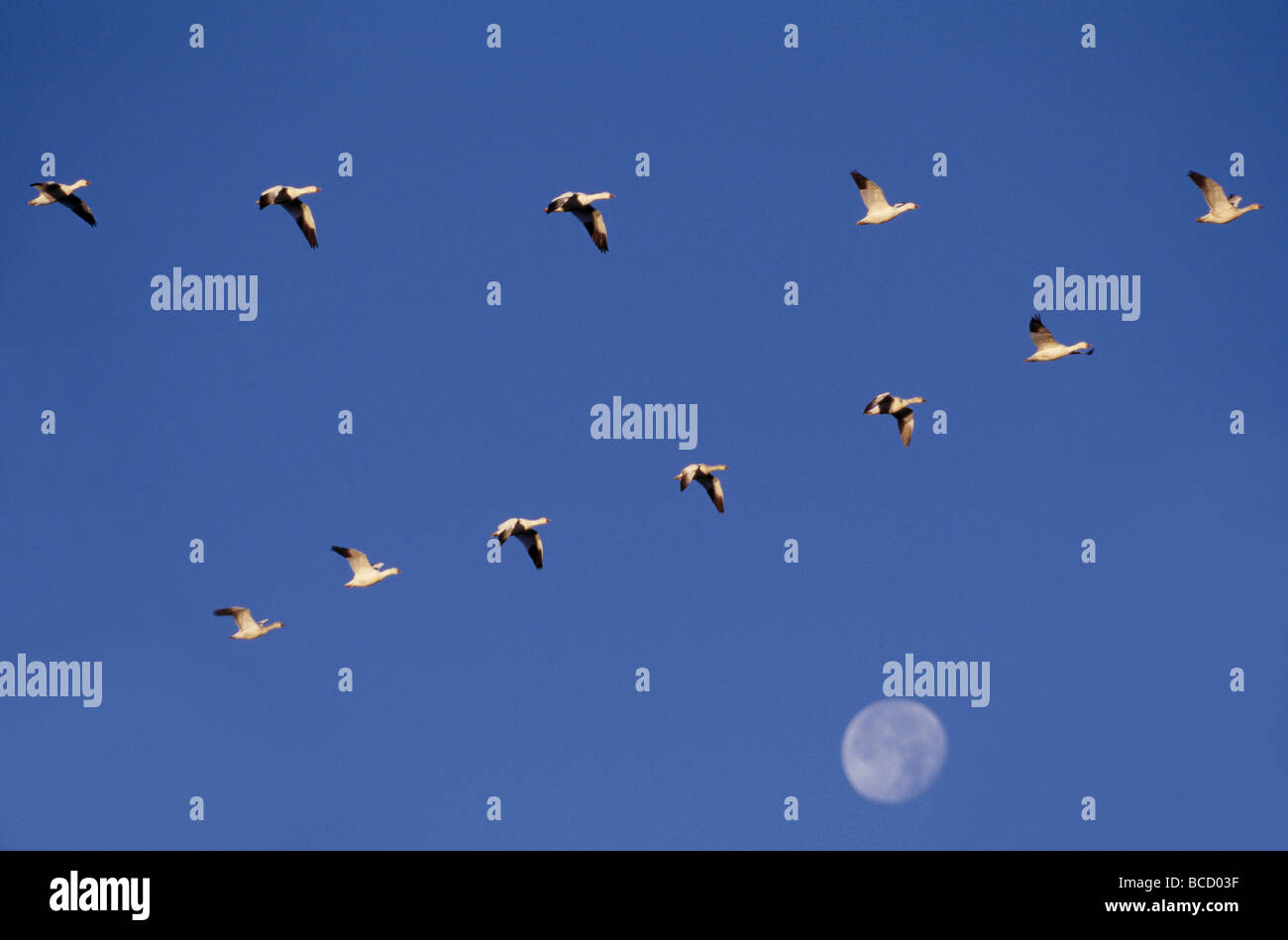 SCHNEEGANS in V-Formation (Anser Caerulescens) mit Mond. Bosque del Apache National. Wildlife Refuge. New-Mexico. USA Stockfoto
