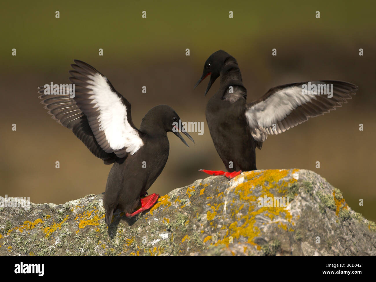 Schwarzen Guillemot (Cepphus Grylle) Anzeige auf einem Felsen Flechten bedeckt. Shetland-Inseln Stockfoto