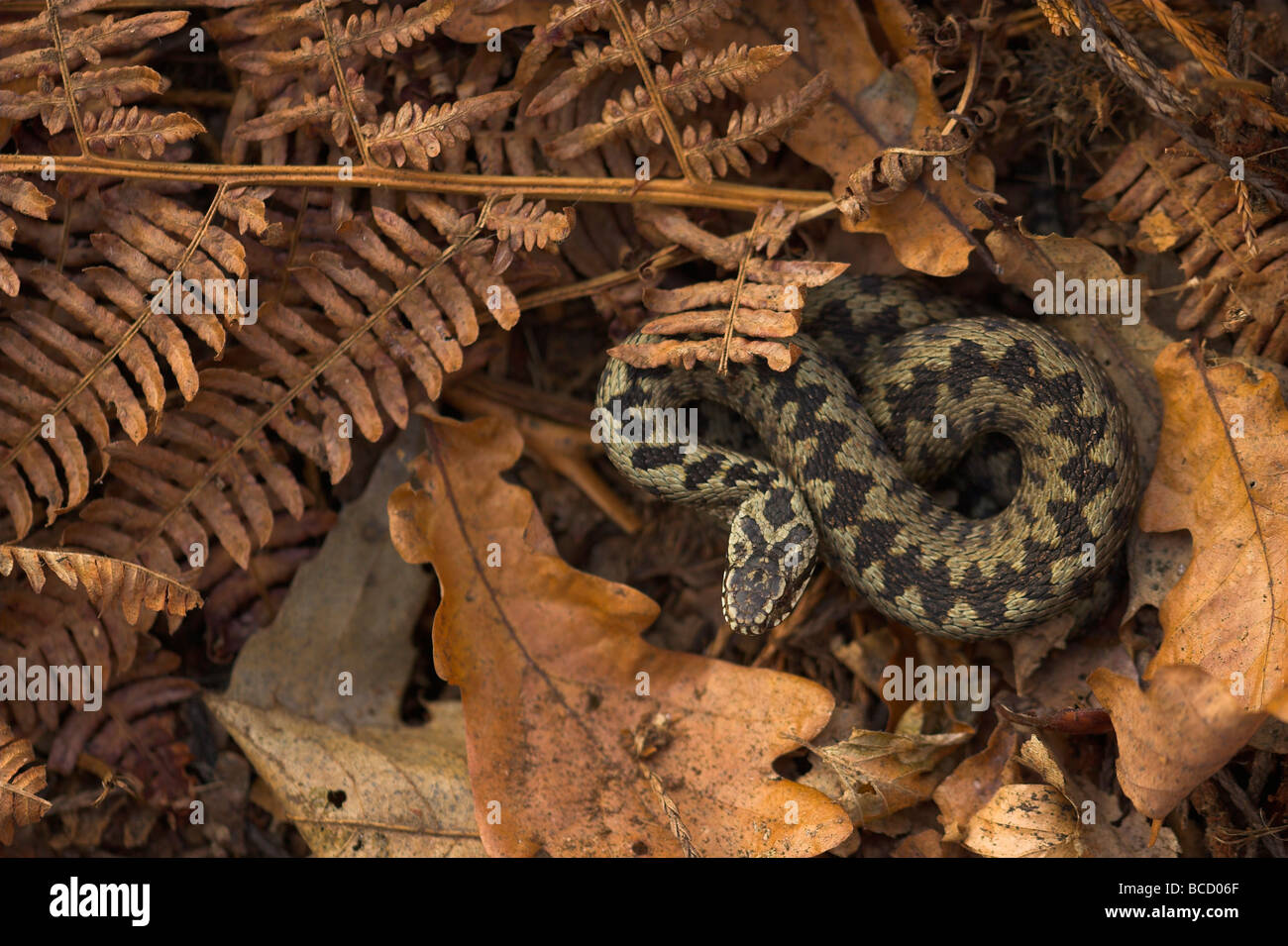 Kreuzotter (Vipera Berus) sonnen sich unter den Toten Herbst Blätter im Wald. Leicestershire. Stockfoto