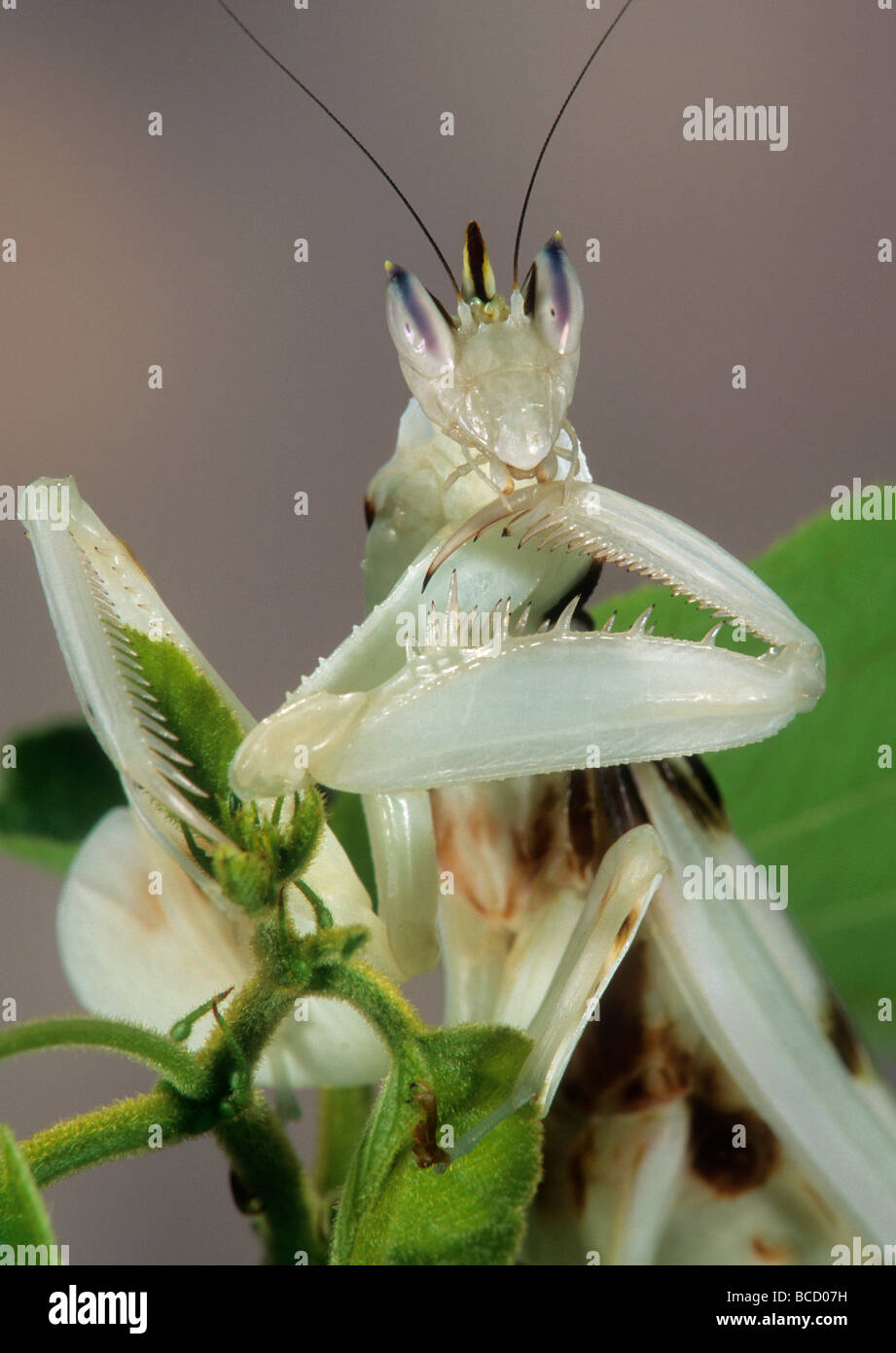 Kralle-Reinigung Orchidee Mantis (Hymenopus Coronatus) stammt aus der malaiischen Halbinsel. Stockfoto