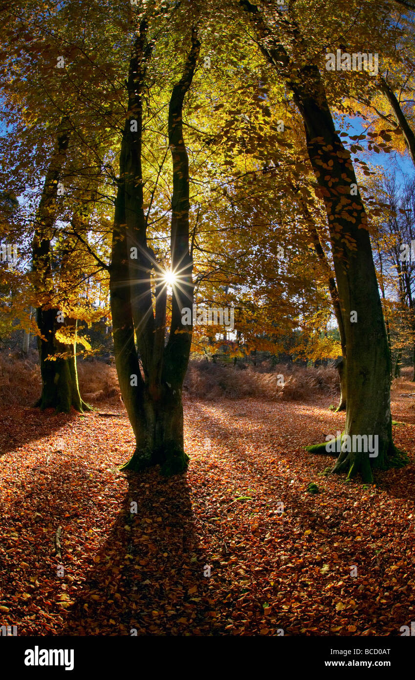 Buche Bäume im Bolderwood. New Forest Nationalpark. Hampshire. England Stockfoto