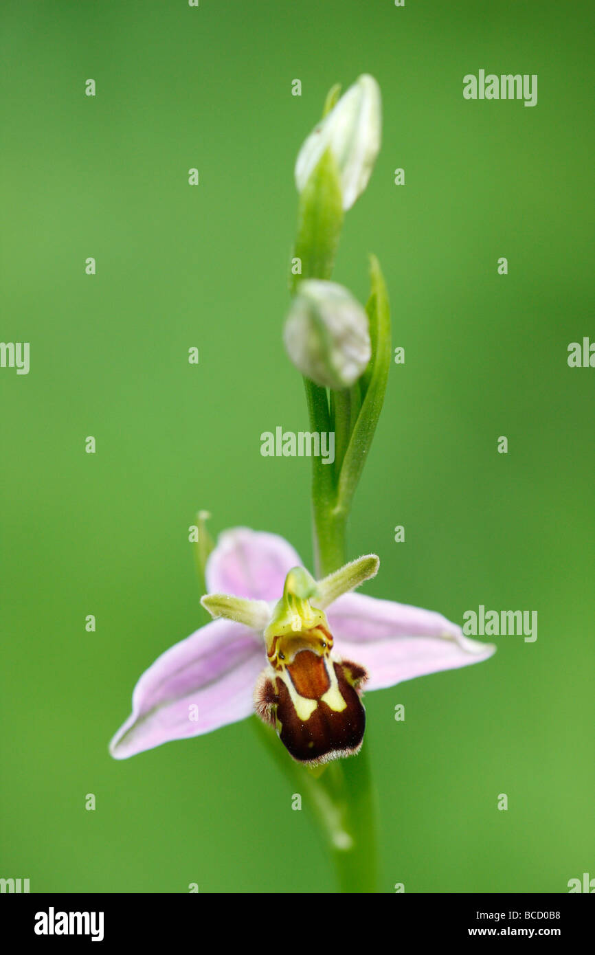 [Biene Orchidee], [Ophrys Apifera], UK, "Nahaufnahme" Stockfoto
