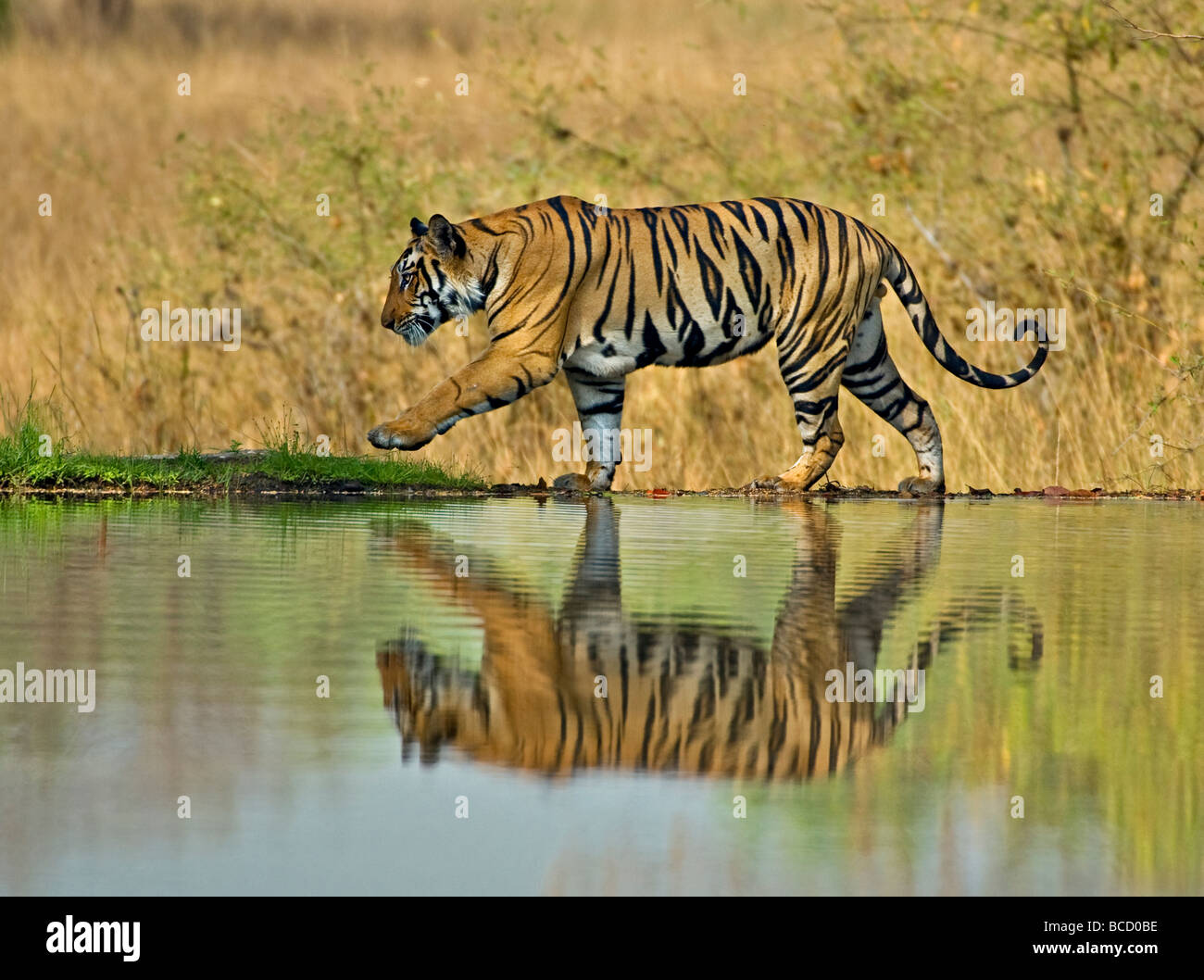 BENGAL-TIGER (Panthera Tigris Tigris) männlich auf See. Bandhavgarh. Indien Stockfoto