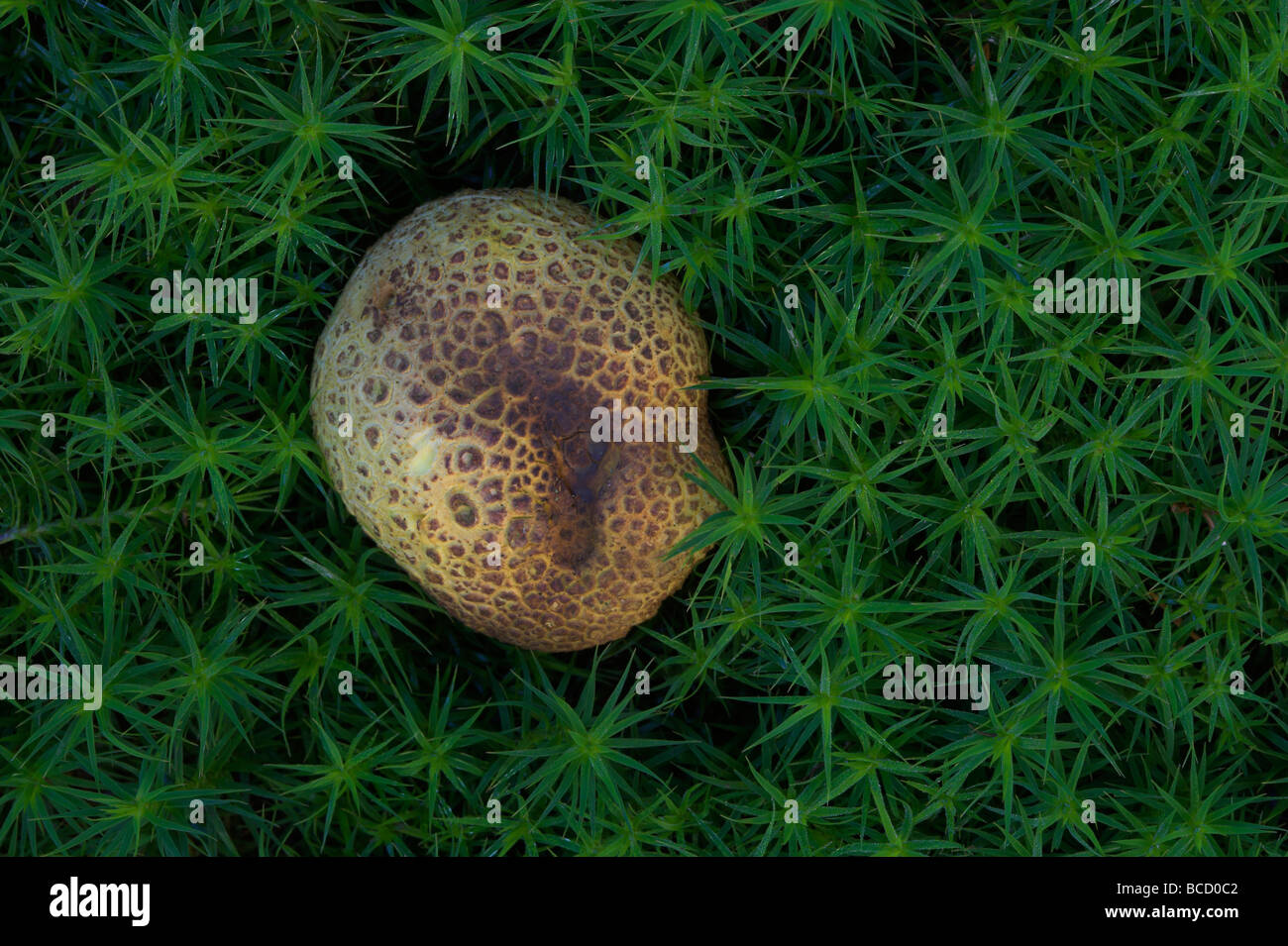 Erde Ball Pilz (Sklerodermie Citrinum) unter den Moosen. UK Stockfoto